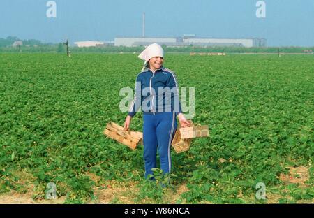 01 janvier 1990, Berlin, Glindow : Brandenburg/RDA/Agriculture/1990 GPG-Glindow (Gaertnerische Poduktions-Gesellschaft près de Potsdam). Récolte de fraises. Les fraises sont recueillies dans des coutres de puce, puis repris par un tracteur avec remorque. En plus des ouvriers saisonniers de Pologne, les pensionnés de la RDA ont été également employés. Les travailleurs polonais dans le domaine. Meilleure qualité d'image ; prise de vue exacte pas de date connue. Photo : Paul Glaser/dpa-Zentralbild/ZB Banque D'Images