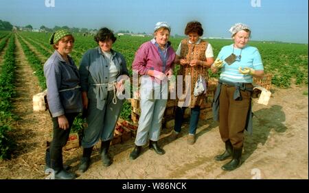 01 janvier 1990, Berlin, Glindow : Brandenburg/RDA/Agriculture/1990 GPG-Glindow (Gaertnerische Poduktions-Gesellschaft près de Potsdam). Récolte de fraises. Les fraises sont recueillies dans des coutres de puce, puis repris par un tracteur avec remorque. En plus des ouvriers saisonniers de Pologne, les pensionnés de la RDA ont été également employés. Les travailleurs polonais dans le domaine. Meilleure qualité d'image ; prise de vue exacte pas de date connue. Photo : Paul Glaser/dpa-Zentralbild/ZB Banque D'Images