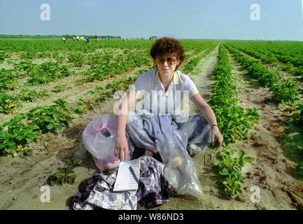 01 janvier 1990, Berlin, Glindow : Brandenburg/RDA/Agriculture/1990 GPG-Glindow (Gaertnerische Poduktions-Gesellschaft près de Potsdam). Récolte de fraises. Les fraises sont recueillies dans des coutres de puce, puis repris par un tracteur avec remorque. En plus des ouvriers saisonniers de Pologne, les pensionnés de la RDA ont été également employés. Les travailleurs polonais dans le domaine. Meilleure qualité d'image ; prise de vue exacte pas de date connue. Photo : Paul Glaser/dpa-Zentralbild/ZB Banque D'Images