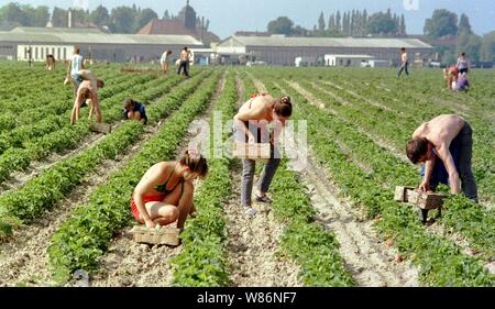 01 janvier 1990, Berlin, Glindow : Brandenburg/RDA/Agriculture/1990 GPG-Glindow (Gaertnerische Poduktions-Gesellschaft près de Potsdam). Récolte de fraises. Les fraises sont recueillies dans des coutres de puce, puis repris par un tracteur avec remorque. En plus des ouvriers saisonniers de Pologne, les pensionnés de la RDA ont été également employés. Les travailleurs polonais dans le domaine. Meilleure qualité d'image ; prise de vue exacte pas de date connue. Photo : Paul Glaser/dpa-Zentralbild/ZB Banque D'Images