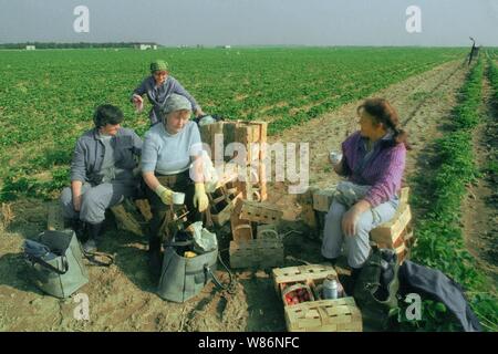 01 janvier 1990, Berlin, Glindow : Brandenburg/RDA/Agriculture/1990 GPG-Glindow (Gaertnerische Poduktions-Gesellschaft près de Potsdam). Récolte de fraises. Les fraises sont recueillies dans des coutres de puce, puis repris par un tracteur avec remorque. En plus des ouvriers saisonniers de Pologne, les pensionnés de la RDA ont été également employés. Les travailleurs polonais dans le domaine. Meilleure qualité d'image ; prise de vue exacte pas de date connue. Photo : Paul Glaser/dpa-Zentralbild/ZB Banque D'Images