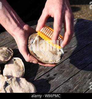 Ormers Guernesey - les crustacés de la famille de l'ormeau - être prêt à être cuit en ragoût. Banque D'Images