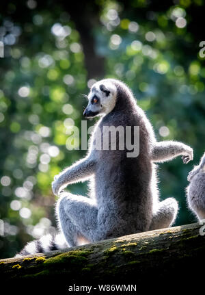 Une espèce en voie d'Ring-Tail Lemur (Lemur catta) assis sur la branche d'un arbre Banque D'Images