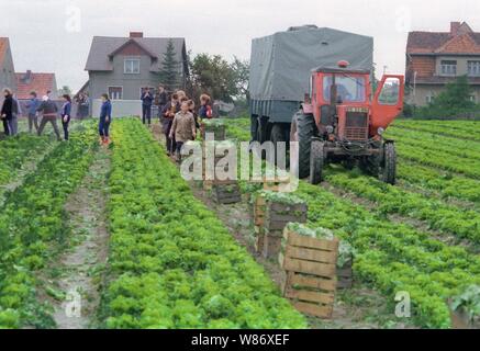 01 janvier 1990, Berlin, Potsdam : Brandenburg / RDA / 5/1990 Krampnitz près de Potsdam. Sur les domaines de l'OBP (Gaertnerische Produktions-Genossenschaft), les femmes russes couper la salade. Ce sont des femmes d'officiers de la caserne voisine (seuls les officiers ont été autorisés à faire venir leurs femmes à l'Allemagne). En 1990, le GBP a voulu fournir des légumes pour l'alimentation des enfants de l'Ouest, mais il s'est avéré que les polluants a dépassé la limite permise par une grande marge. C'est été fermé. Date de prise de vue exacte inconnue, meilleure qualité d'image possible. Photo : Paul Glaser/dpa-Zentralbild/ZB Banque D'Images