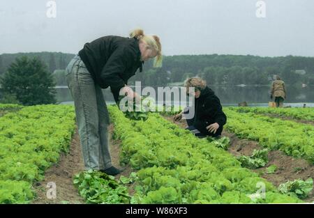 01 janvier 1990, Berlin, Potsdam : Brandenburg / RDA / 5/1990 Krampnitz près de Potsdam. Sur les domaines de l'OBP (Gaertnerische Produktions-Genossenschaft), les femmes russes couper la salade. Ce sont des femmes d'officiers de la caserne voisine (seuls les officiers ont été autorisés à faire venir leurs femmes à l'Allemagne). En 1990, le GBP a voulu fournir des légumes pour l'alimentation des enfants de l'Ouest, mais il s'est avéré que les polluants a dépassé la limite permise par une grande marge. C'est été fermé. Date de prise de vue exacte inconnue, meilleure qualité d'image possible. Photo : Paul Glaser/dpa-Zentralbild/ZB Banque D'Images