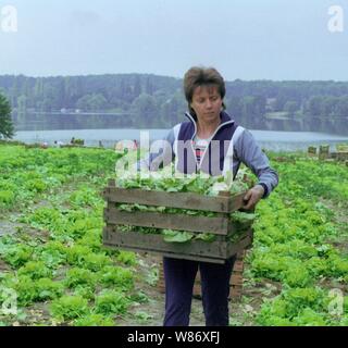 01 janvier 1990, Berlin, Potsdam : Brandenburg / RDA / 5/1990 Krampnitz près de Potsdam. Sur les domaines de l'OBP (Gaertnerische Produktions-Genossenschaft), les femmes russes couper la salade. Ce sont des femmes d'officiers de la caserne voisine (seuls les officiers ont été autorisés à faire venir leurs femmes à l'Allemagne). En 1990, le GBP a voulu fournir des légumes pour l'alimentation des enfants de l'Ouest, mais il s'est avéré que les polluants a dépassé la limite permise par une grande marge. C'est été fermé. Date de prise de vue exacte inconnue, meilleure qualité d'image possible. Photo : Paul Glaser/dpa-Zentralbild/ZB Banque D'Images