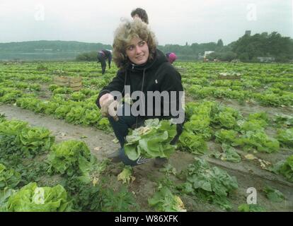 01 janvier 1990, Berlin, Potsdam : Brandenburg / RDA / 5/1990 Krampnitz près de Potsdam. Sur les domaines de l'OBP (Gaertnerische Produktions-Genossenschaft), les femmes russes couper la salade. Ce sont des femmes d'officiers de la caserne voisine (seuls les officiers ont été autorisés à faire venir leurs femmes à l'Allemagne). En 1990, le GBP a voulu fournir des légumes pour l'alimentation des enfants de l'Ouest, mais il s'est avéré que les polluants a dépassé la limite permise par une grande marge. C'est été fermé. Date de prise de vue exacte inconnue, meilleure qualité d'image possible. Photo : Paul Glaser/dpa-Zentralbild/ZB Banque D'Images