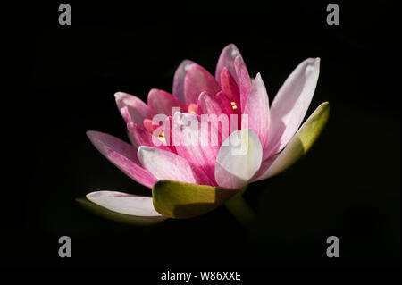 Nénuphar - Nymphaea Attraction rouge sur un fond sombre. Fleurs de Juin à Septembre. Banque D'Images