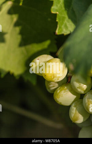 Petites grappes de jeunes verts avec des feuilles dans le jardin Banque D'Images