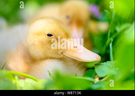 Mignon petit canard se détendre dans une journée ensoleillée Banque D'Images