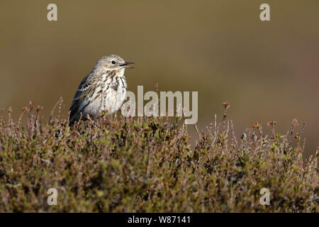 Meadow Pipit spioncelle Anthus pratensis / Wiesenpieper ( ) perché sur le haut de buissons de bruyère, le chant, une cour pour l'affichage, la faune, l'Europe. Banque D'Images