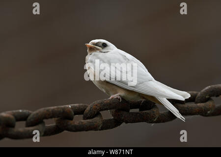 Hirondelle rustique (Hirundo rustica), les jeunes, défaut de pigments, le plumage blanc, leucistic, leucism, perché sur une grande chaîne, vue latérale, , la faune, l'Europe. Banque D'Images