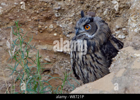 Grand / Owl Bubo bubo Europaeischer Uhu ( ), les jeunes, de se cacher derrière des rochers, regardant attentivement, les yeux orange vif, de la faune, de l'Europe. Banque D'Images