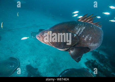 Longtooth (Epinephelus bruneus)​ around​ rock planant est le récif. Ito, Chiba, Japon Banque D'Images