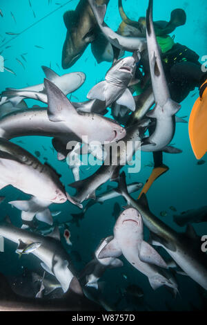 ​The plus célèbre lieu où pouvoir plonger avec Shark au Japon. Ito, Chiba, Japon, Tateyama Banque D'Images