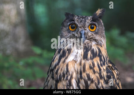 De près de l'Aigle à tête de hibou. Spotted Eagle-owl Bubo bubo ou dans la faune. Banque D'Images