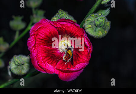 En prenant de l'abeille à partir de jus de fleur sauvage Banque D'Images