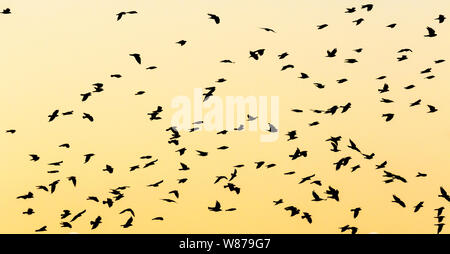Silhouettes d'une volée d'oiseaux au crépuscule Banque D'Images