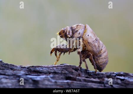 Une enveloppe vide de Cicada attachée à l'écorce d'arbre, mettant l'accent sur la lumière et les différentes couleurs de l'exosquelette avec la nature verte lisse dans le fond. Banque D'Images