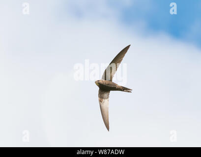 Apus apus common swift - - flying Banque D'Images