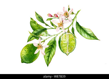 Fruits Lime Tree branch avec fleurs feuilles aquarelle botanique réaliste. composition : ensemble et demi tranche les agrumes, isolé sur l'oeuvre main blanche Banque D'Images