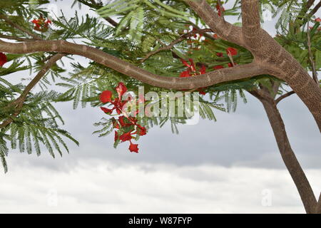 Paon ROUGE FLEURS SUR POINCIANA ARBRE AVEC L'ARRIÈRE-PLAN DE NUAGES Banque D'Images