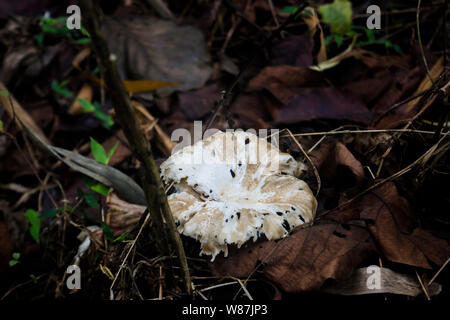 Observation de champignons sur un sentier botanique dans la région de Wild Mahseer Banque D'Images