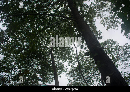 Observation sur un sentier botanique dans la région de Wild Mahseer Banque D'Images