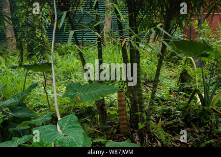 Observation sur un sentier botanique dans la région de Wild Mahseer Banque D'Images