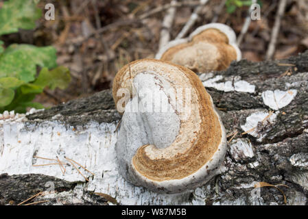 Fomes fomentarius Amadou champignon sur l'écorce de bouleau tombé Banque D'Images