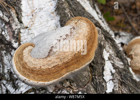 Fomes fomentarius Amadou champignon sur l'écorce de bouleau tombé Banque D'Images