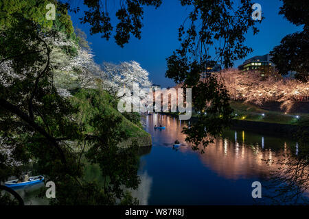 Blossom dans Kudanzaka parc de nuit, Tokyo, Japon. Banque D'Images