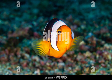 Cute Saddleback poissons clowns sur un récif de corail Banque D'Images