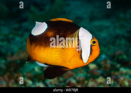 Cute Saddleback poissons clowns sur un récif de corail Banque D'Images