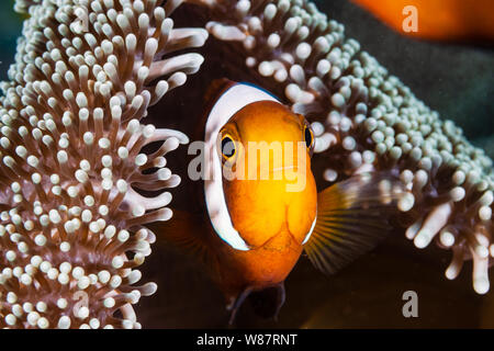 Poissons Clowns bagués dans leur anémone hôte sur un récif de coraux tropicaux en Asie Banque D'Images