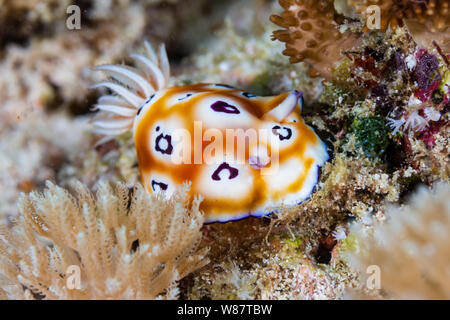 Nudibranche coloré sur un récif de coraux tropicaux Banque D'Images