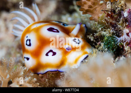 Nudibranche coloré sur un récif de coraux tropicaux Banque D'Images