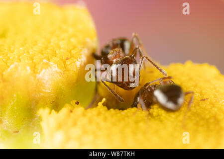 Macro photo de petites fourmis de feu la consommation de pollen d'une fleur de Tansy. Banque D'Images