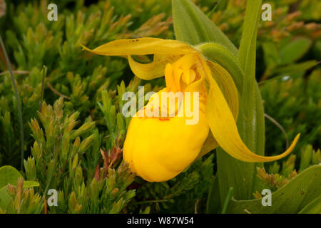 Yellow Lady's Slipper (Cypripedium parviflorum) le long du sentier du Littoral Jardin Philip, le lieu historique national de Port au Choix, Terre-Neuve et Labrador, Banque D'Images