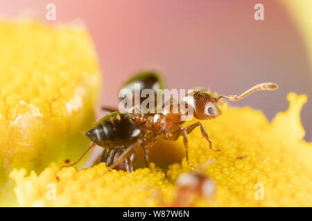 Macro photo de petites fourmis de feu la consommation de pollen d'une fleur de Tansy. Banque D'Images