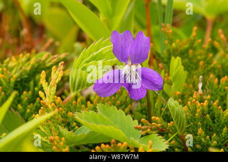 Pourpre violet le long de Philip's Garden route côtière, le lieu historique national de Port au Choix, Terre-Neuve et Labrador, Canada Banque D'Images