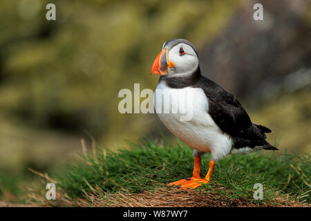 Macareux moine (Fratercula arctica), Iles Farne, Grand Britiain (UK). Un lieu magique avec le ciel rempli de littéralement des milliers d'oiseaux. Banque D'Images