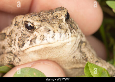 Photo macro d'un crapaud peu grassouillet qui se tient à une main. Banque D'Images