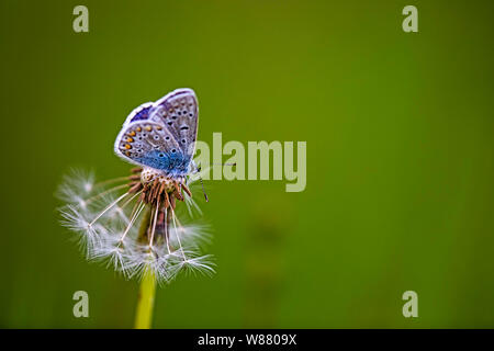 Papillon bleu commun percher sur un pissenlit Banque D'Images