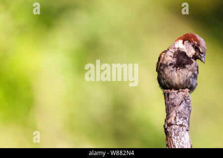 Joli petit oiseau, appelé moineau domestique (parus domesticus) posés sur une branche, avec un arrière-plan flou. Banque D'Images