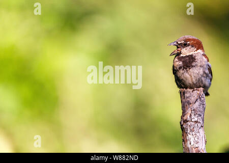 Joli petit oiseau, appelé moineau domestique (parus domesticus) posés sur une branche, avec un arrière-plan flou. Banque D'Images