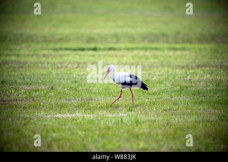 31 mai 2019, le Brandebourg, Rühstädt : une cigogne est à la recherche de nourriture sur une prairie en face de la cigogne village. Selon la Société allemande pour la conservation de la Nature (NABU) il n'y a nulle part en Allemagne comme beaucoup de cigognes dans un endroit comme dans Rühstädt. Plus de 30 couples de cigognes - dans l'année record 1996, il y avait 44 paires - sont accueillis chaque année sur les toits des maisons du village sur l'Elbe. Le village a reçu le titre "Stork Village' de la fondation Euronatur en 1996. Photo : Jens Büttner/dpa-Zentralbild/ZB Banque D'Images