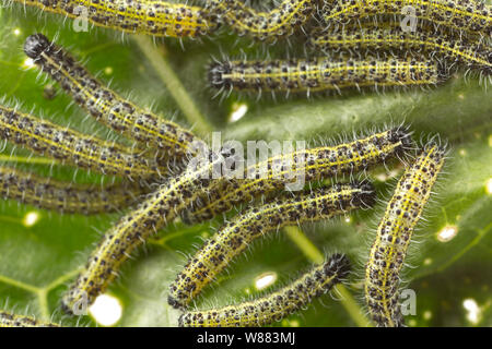 Les chenilles de papillon blanc grand jeune, Pieris brassicae, trouvés se nourrissant de feuilles de raifort sauvage, Armoracia rusticana, poussant sur les rives de la Banque D'Images