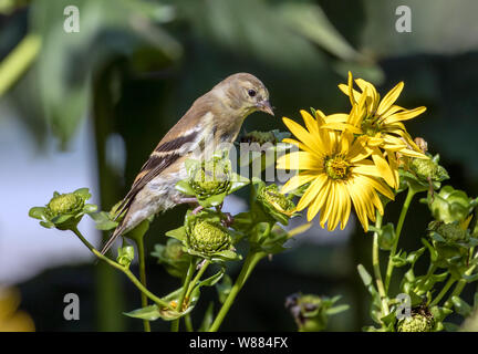 Gros plan du petit oiseau Chardonneret jaune (Spinus tristis) se percher et se nourrissant de graines de fleurs jaunes en Ontario,Canada Banque D'Images