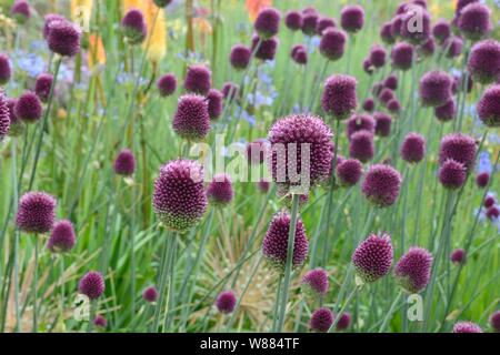 Allium Sphaerocephalon poireau à tête ronde fleurs d'ail à tête ronde Banque D'Images